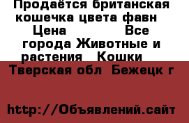 Продаётся британская кошечка цвета фавн › Цена ­ 10 000 - Все города Животные и растения » Кошки   . Тверская обл.,Бежецк г.